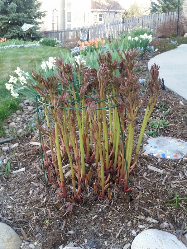 Stake Peonies Early in the Spring Sundrops and Starflowers