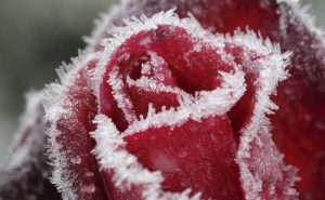 frozen-rose