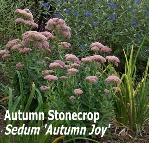 Autumn Stonecrop