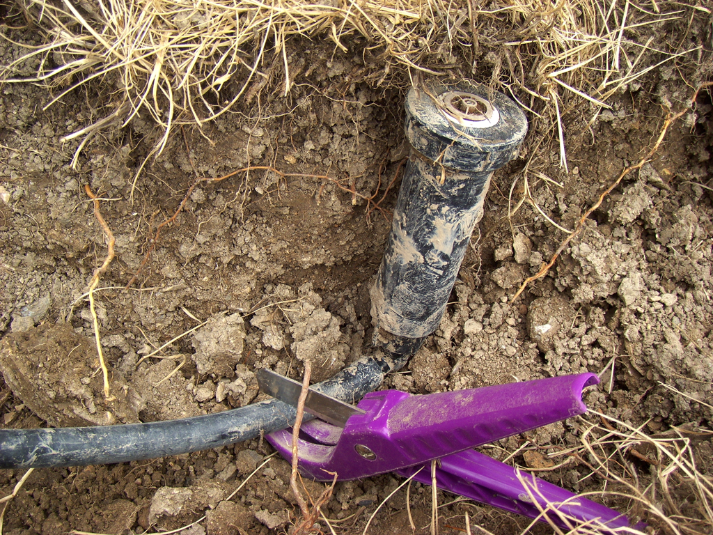 sprinklerfortcollinslovelandcoloradodiylawncare Sundrops and