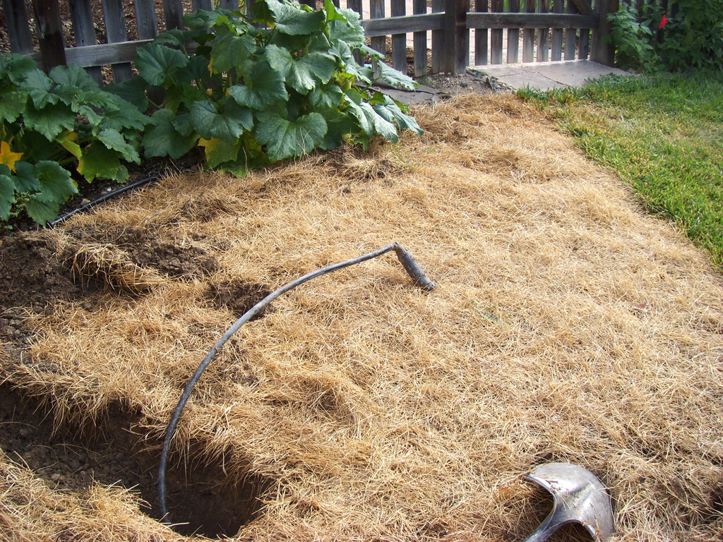 Howto Move a Sprinkler Head Sundrops and Starflowers