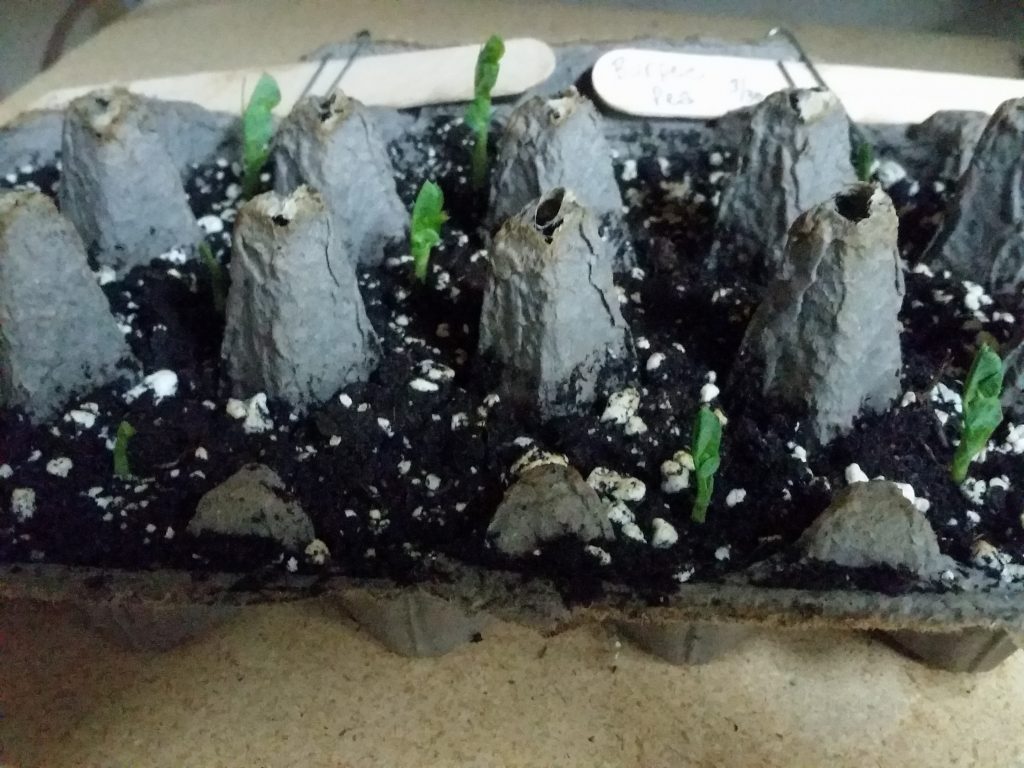 sprouting peas