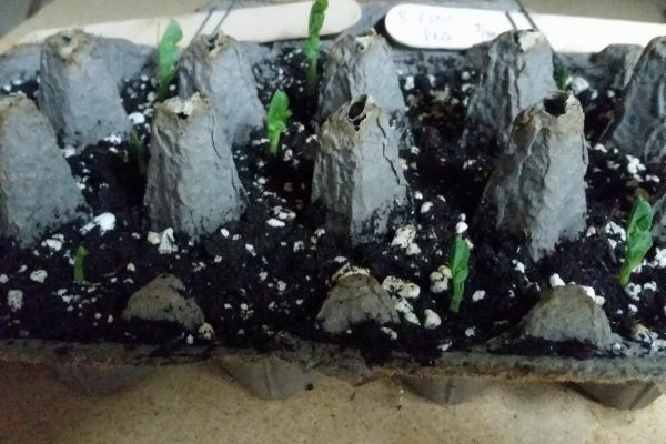 sprouting peas
