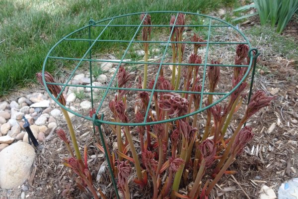 Peony with stake