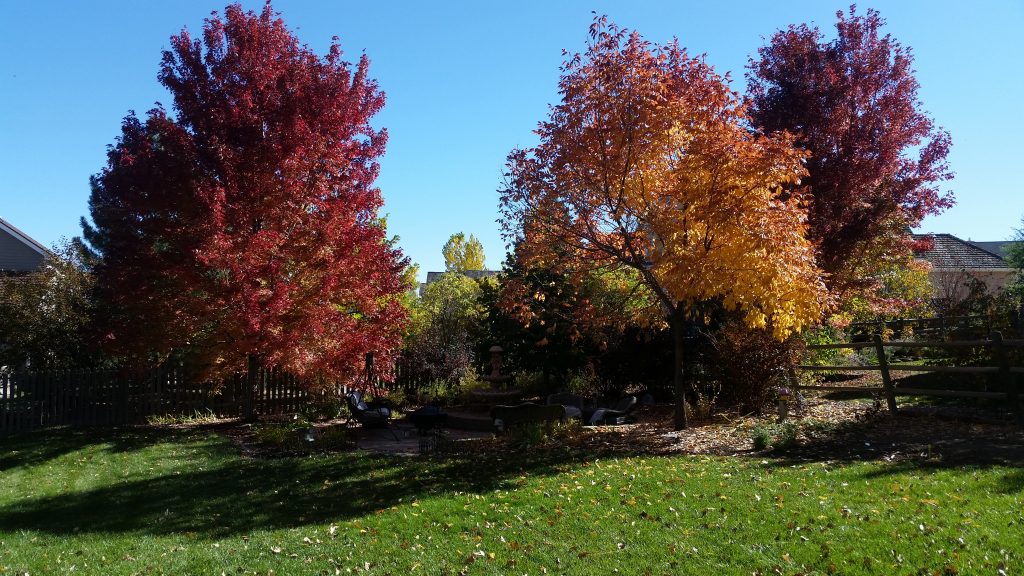 pretty autumn trees