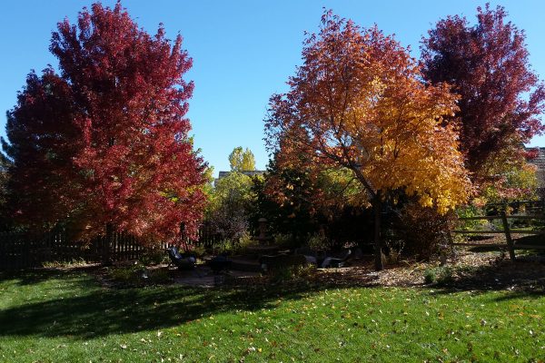 pretty autumn trees