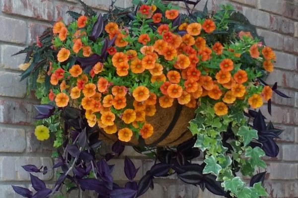 hanging basket
