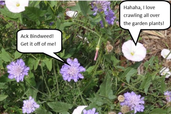 bindweed