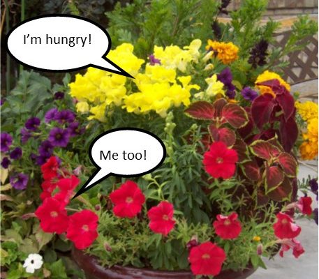 hungry plants