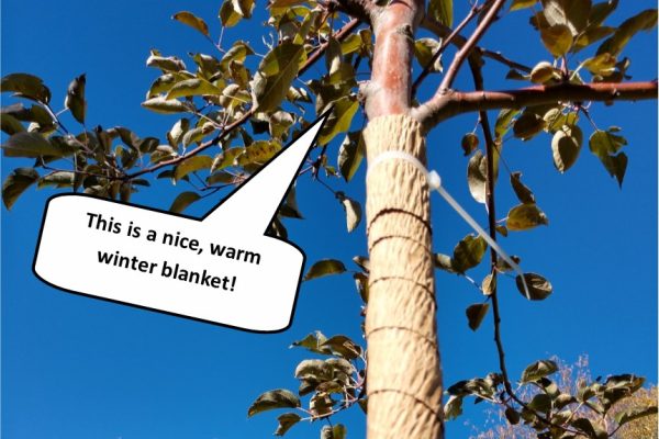 tree-blanket