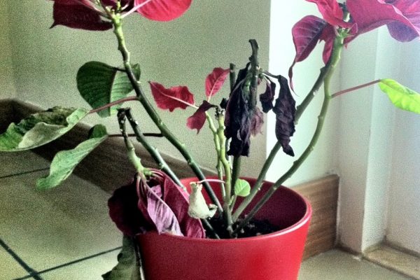 dying-poinsettia-plant
