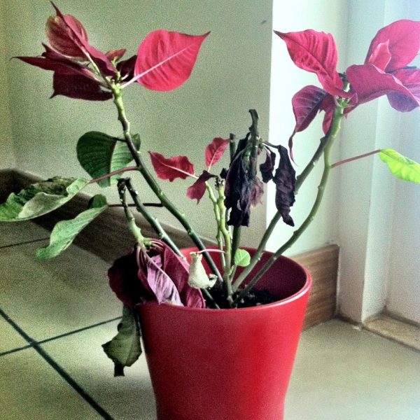 dying-poinsettia-plant