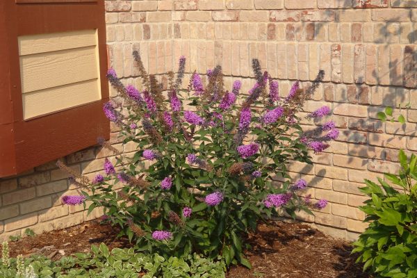 blooming-butterfly-bush