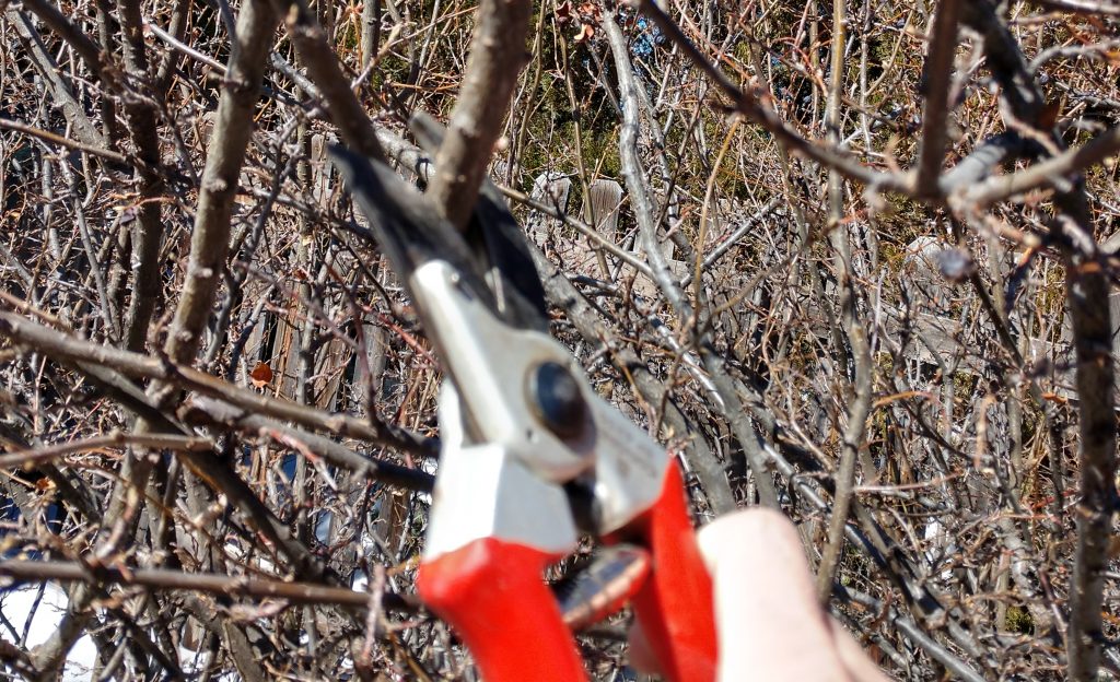 pruning