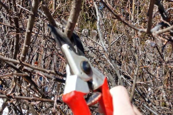 pruning