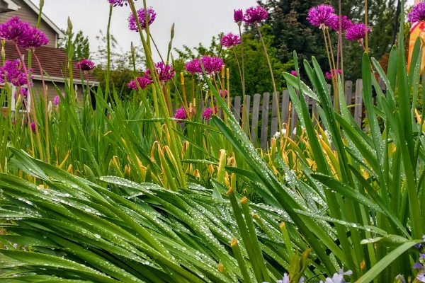 Allium and clouds