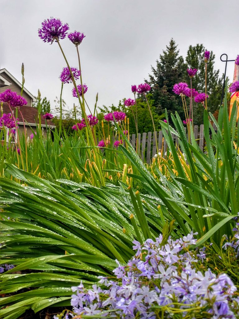 Cool, Overcast Days Affect Plant Growth Sundrops and Starflowers