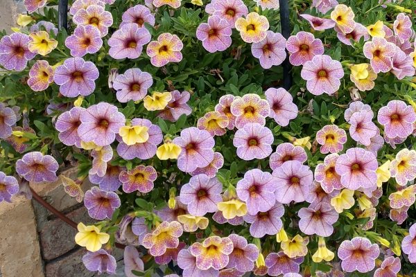 Calibrachoa hanging basket