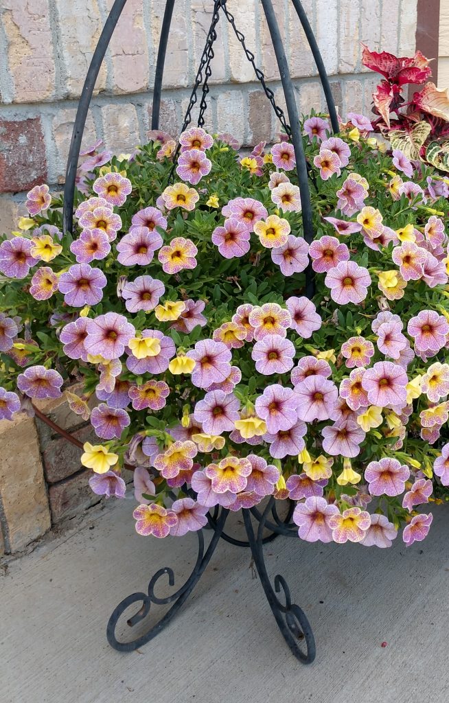 Calibrachoa hanging basket
