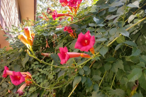 Trumpet Vine