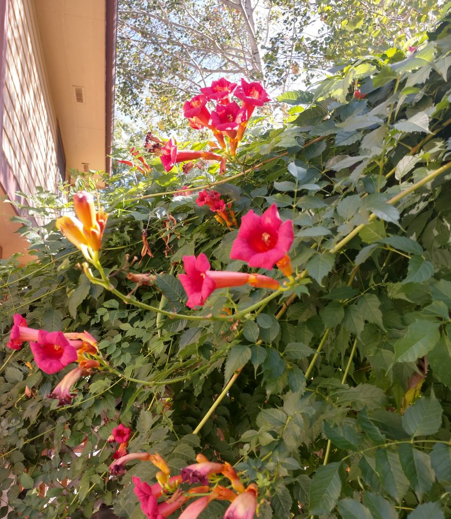Trumpet Vine