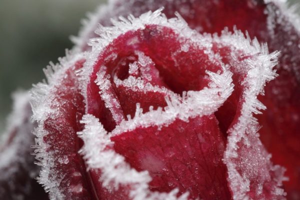 frozen-rose