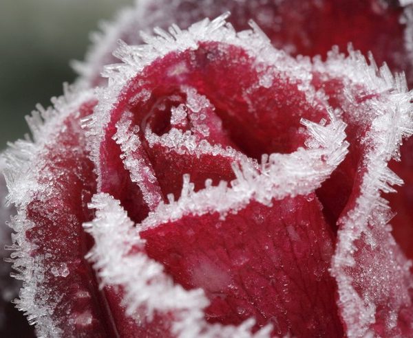 frozen-rose