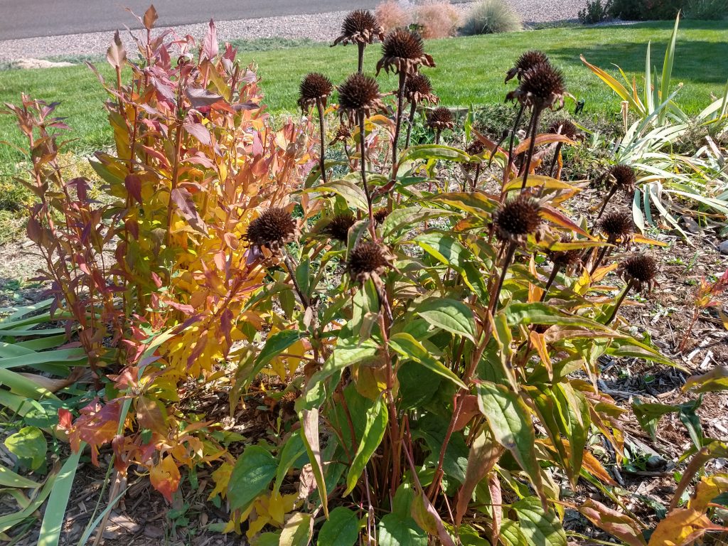 spent coneflower