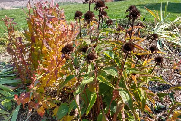 spent coneflower