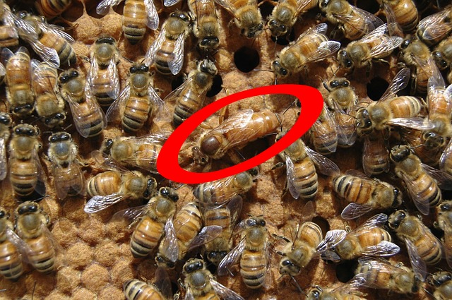 queen bee circled