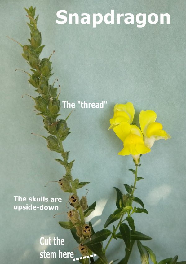 Deadheading and Cutting Back Sundrops and Starflowers