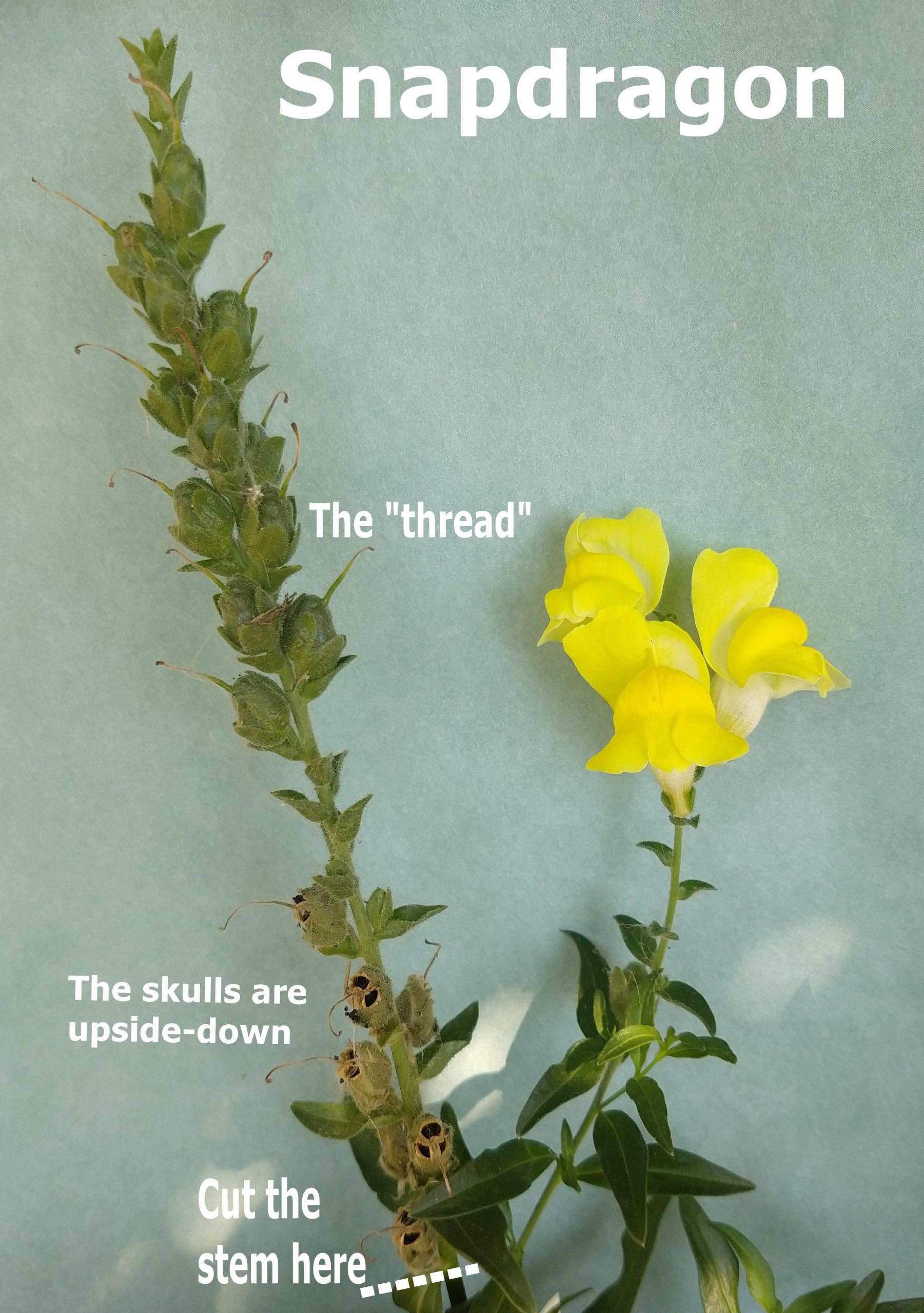 Deadheading and Cutting Back | Sundrops and Starflowers