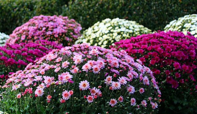Rounded Fall Mums