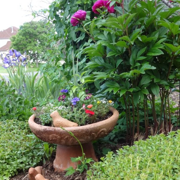 clay bird bath with flowers inside, red peony flowers, green groundcover