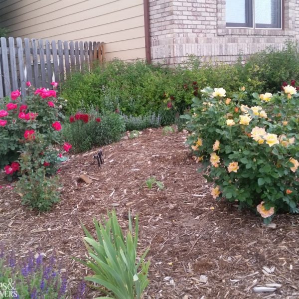 Shrub Roses in bloom, red on left and orange/yellow on right