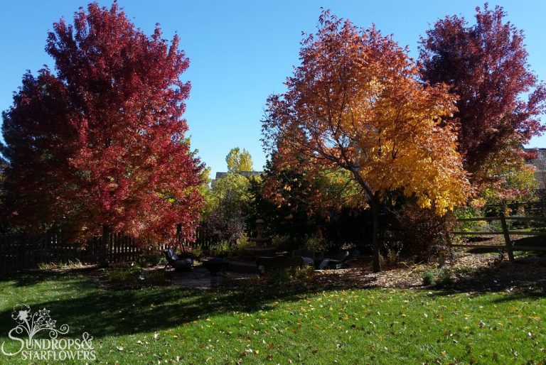 trees with fall leaf color