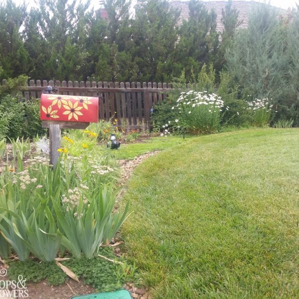 bright red mailbox, green turf grass, white shasta daisy flowers, other yellow flowers, upright evergreen junipers in the back ground