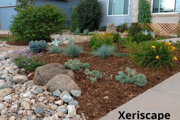pretty xeriscape