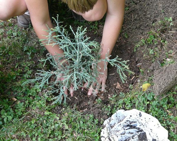 planting Juniper