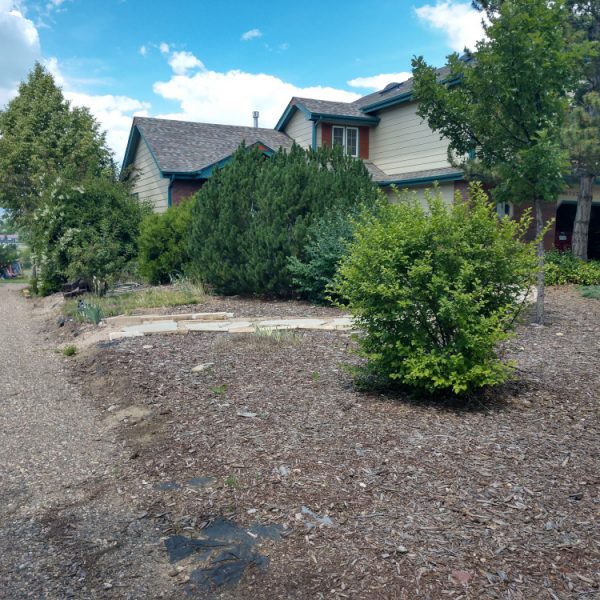 house in background, brown ground cover, green shrubs