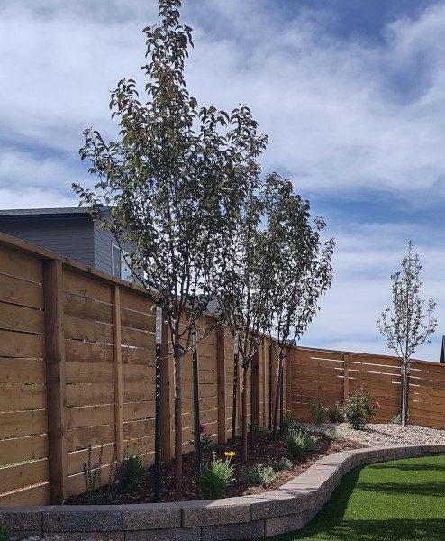 Columnar trees in raised bed by privacy fence