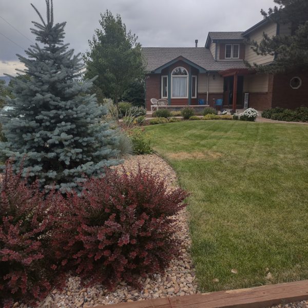 house with green grass, red shrubs, blue spruce tree
