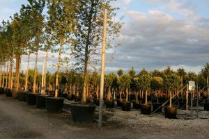 trees in containers at a nursery