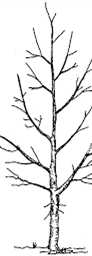 diagram of tree branches