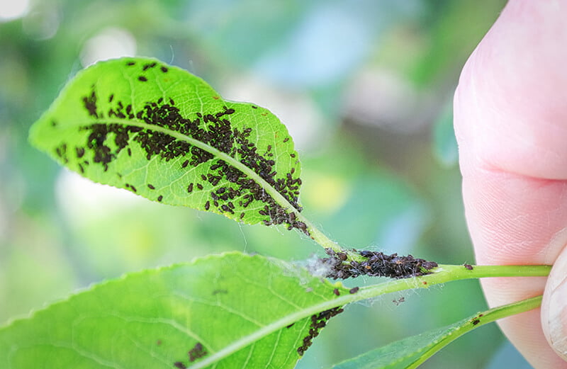 leaf with black aphids