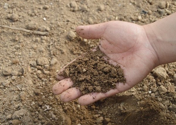 hand in soil
