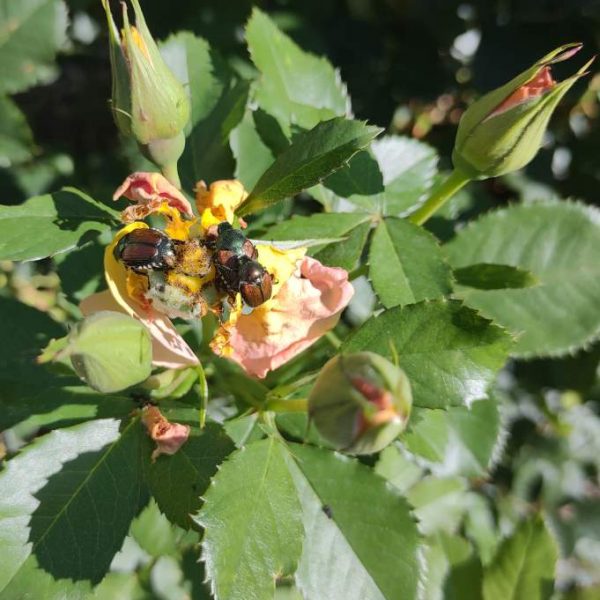 Japanese Beetles on Rose