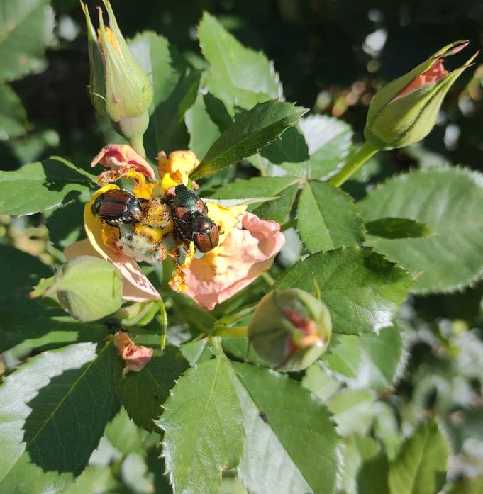 Japanese Beetles on Rose