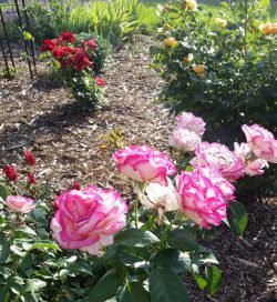 roses in bloom
