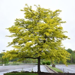 Sunburst Honey Locust